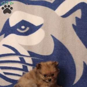 Demi, Pomeranian Puppy